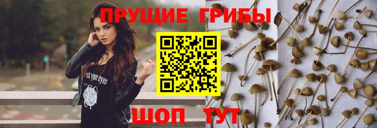 Сокол  Псилоцибиновые грибы Psilocybe  Вход с VPN  Галлюциногенные грибы мицелий 